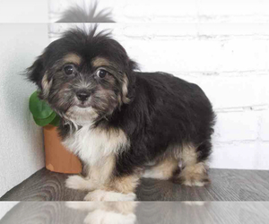 Mal-Shi Puppy for sale in RED LION, PA, USA