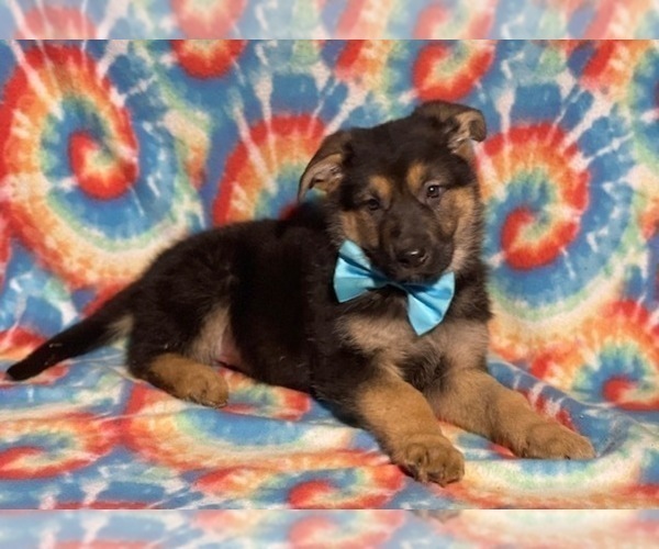 Medium Photo #3 German Shepherd Dog Puppy For Sale in LANCASTER, PA, USA