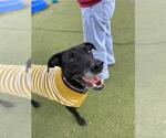 Small #1 Labrador Retriever