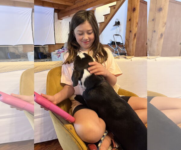 Medium Photo #4 Labrador Retriever-Unknown Mix Puppy For Sale in Holly Springs, NC, USA