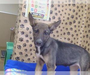 Gerberian Shepsky Dogs for adoption in Sacramento, CA, USA