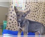 Small Gerberian Shepsky