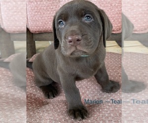 Labrador Retriever Puppy for sale in SPOTSYLVANIA, VA, USA