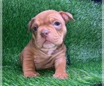 Small Photo #1 American Bully Puppy For Sale in ROGERS PARK, IL, USA