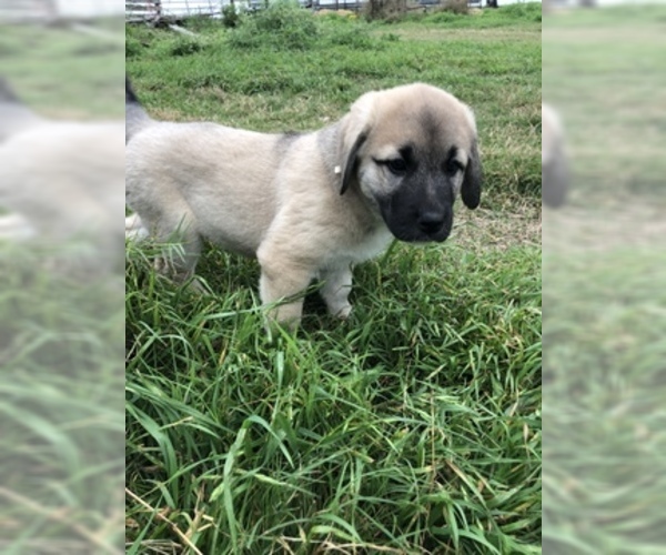 Medium Photo #9 Anatolian Shepherd Puppy For Sale in ROBSTOWN, TX, USA