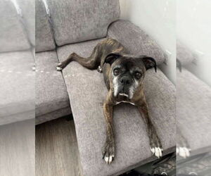 Boxer Dogs for adoption in San Diego, CA, USA