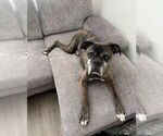 Small Boxer