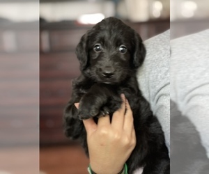 Labradoodle Puppy for sale in N HIGHLANDS, CA, USA