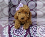 Small Photo #6 Goldendoodle-Poodle (Miniature) Mix Puppy For Sale in LANCASTER, PA, USA