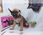 Small Photo #2 Boxador Puppy For Sale in SHILOH, OH, USA