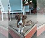 Small German Shorthaired Pointer Mix