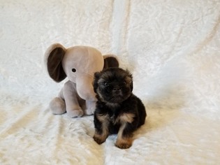 Shorkie Tzu Puppy for sale in LOS ANGELES, CA, USA