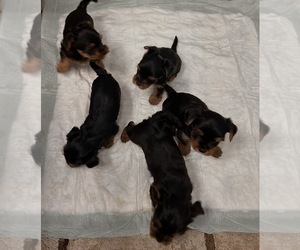 Yorkshire Terrier Puppy for sale in STOCKTON, CA, USA