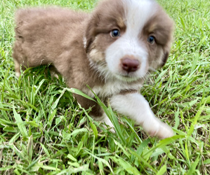 Australian Shepherd Puppy for sale in LEWISBURG, TN, USA