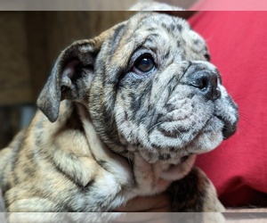 Medium Bulldog