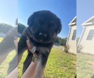 German Shepherd Dog Puppy for sale in FAYETTE, MO, USA