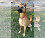 Small #2 German Shepherd Dog Mix