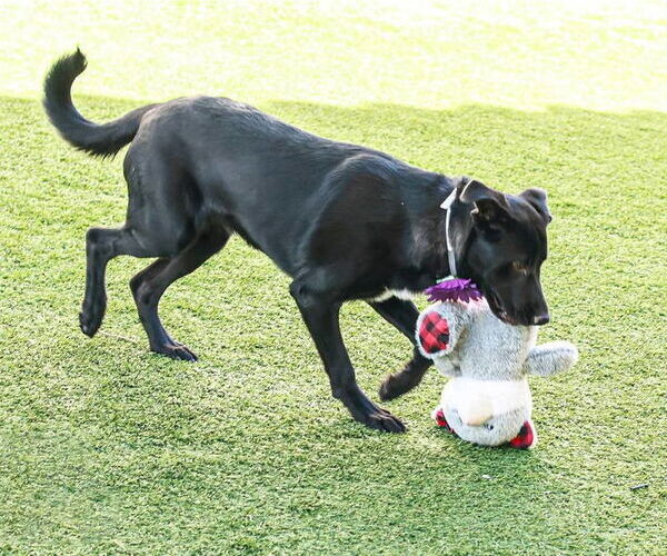 Medium Photo #7 Labrador Retriever-Unknown Mix Puppy For Sale in San Diego, CA, USA