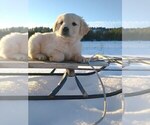 Puppy 6 Golden Retriever