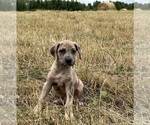 Small Photo #7 Great Dane Puppy For Sale in GILLETT, PA, USA