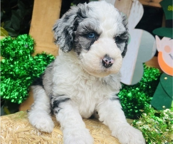 Medium Photo #6 Sheepadoodle Puppy For Sale in HUNTINGTON BEACH, CA, USA