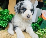 Small #5 Sheepadoodle