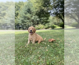 Goldendoodle Dogs for adoption in SHIPPENSBURG, PA, USA