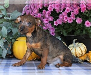 Pinny-Poo Puppy for sale in FREDERICKSBG, OH, USA