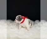 Small Photo #8 French Bulldog Puppy For Sale in PORT READING, NJ, USA