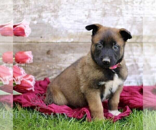 Medium Photo #5 Belgian Malinois Puppy For Sale in RONKS, PA, USA