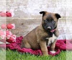 Small #4 Belgian Malinois