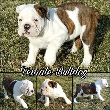 Medium Photo #1 Olde English Bulldogge Puppy For Sale in BELLE CENTER, OH, USA