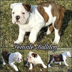 Olde English Bulldogge Puppy for sale in BELLE CENTER, OH, USA