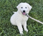 Small #1 Great Pyrenees