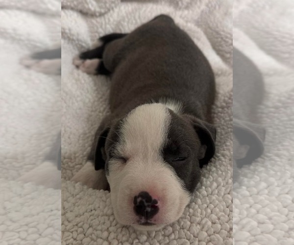 Medium Photo #2 American Pit Bull Terrier-Unknown Mix Puppy For Sale in Mission Viejo, CA, USA
