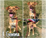 Small #4 American Staffordshire Terrier Mix
