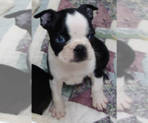 Boston Terrier Puppy for sale in BEND, OR, USA