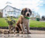 Small Photo #16 Saint Bernard Puppy For Sale in WEST FARMINGTON, OH, USA