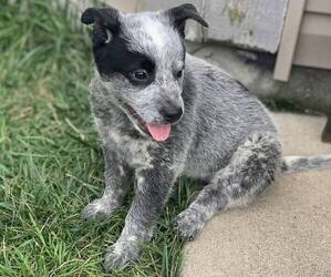 Australian Cattle Dog Puppy for sale in INDIANAPOLIS, IN, USA