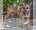 Small #4 Holland Shepherd Mix