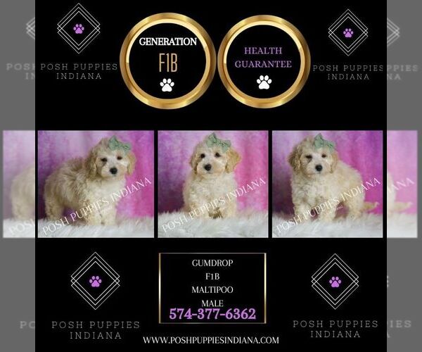 Medium Photo #2 Maltipoo (Toy) Puppy For Sale in WARSAW, IN, USA