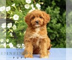Small Cavapoo