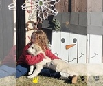 Small Photo #20 Great Pyrenees Puppy For Sale in AGRA, OK, USA