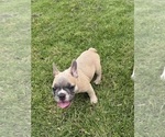 Small #1 French Bulldog