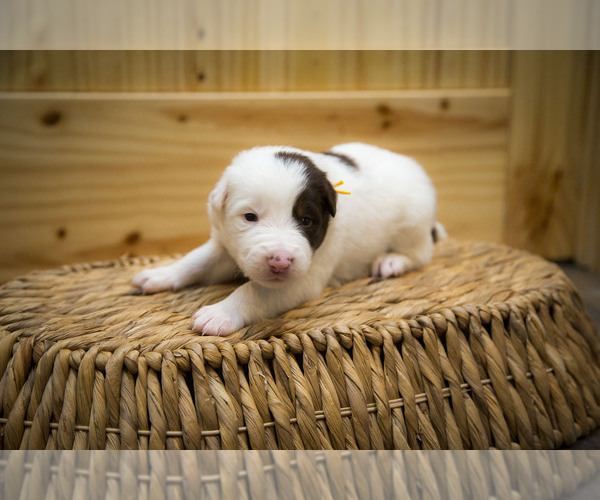 Medium Photo #6 Border Collie Puppy For Sale in LULA, GA, USA