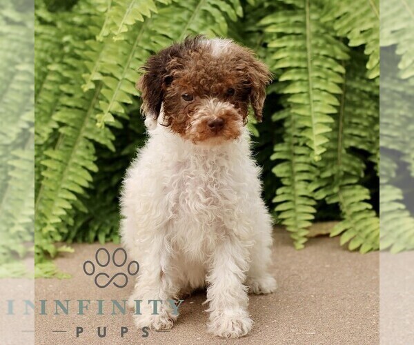 Medium Photo #3 Poodle (Miniature) Puppy For Sale in GORDONVILLE, PA, USA