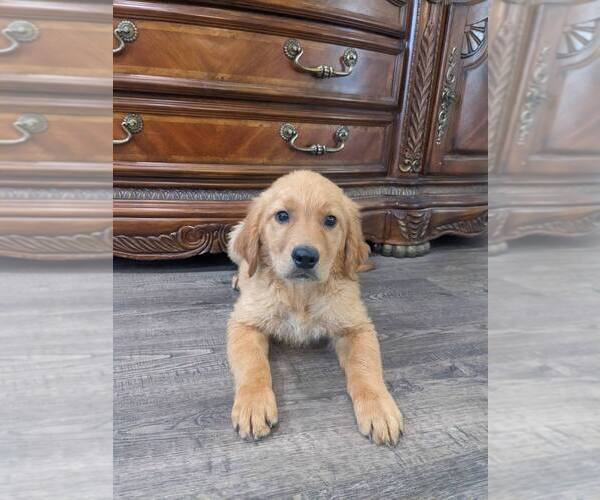 Medium Photo #30 Golden Retriever Puppy For Sale in CITRUS HEIGHTS, CA, USA