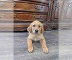 Small #29 Golden Retriever