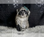 Small #3 Maltipoo