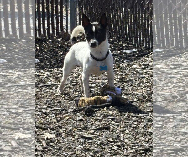 Medium Photo #2 Jack-Rat Terrier Puppy For Sale in Plainfield, IL, USA